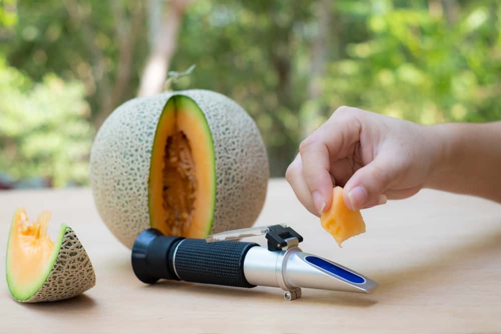 Hand placing piece of melon on refractometer to use refractometer microscopes by application with the application being measuring the sweetness of fruit