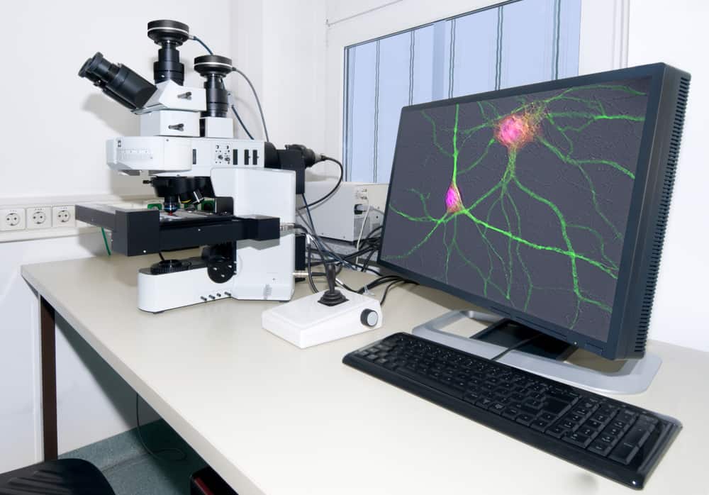 Microscope projecting image of nerve cells onto computer screen