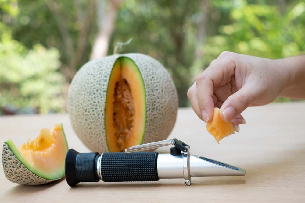 Person placing chunk of cantaloupe melon on AtAGO refractometer