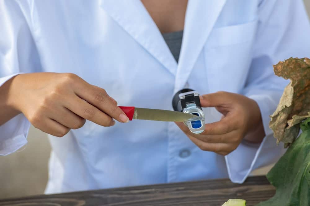 Woman in lab coat placing sample from knife onto Brix refractometer